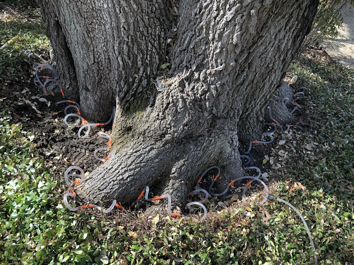 Detailed Tree Cabling and Bracing job site in Mount Olive
