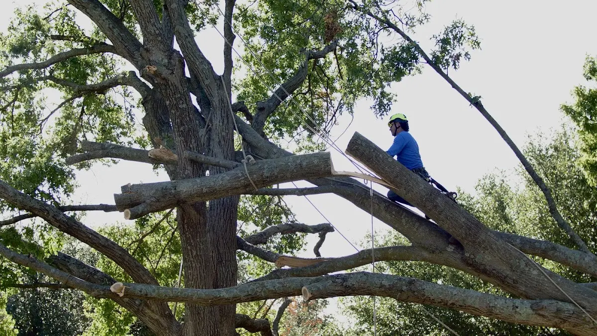 Professional Hazardous Tree Removal performed by certified arborists in Mount Olive